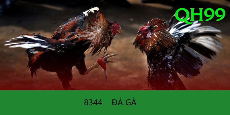 Đá Gà Trực Tiếp - Ưu đãi đặc biệt - Tùy chỉnh nhân vật